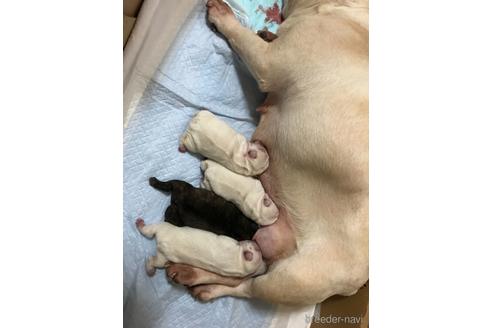 成約済の埼玉県のフレンチブルドッグ-150612の14枚目