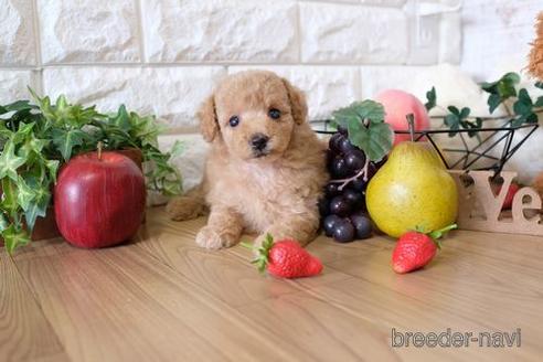 成約済の滋賀県のトイプードル-150613
