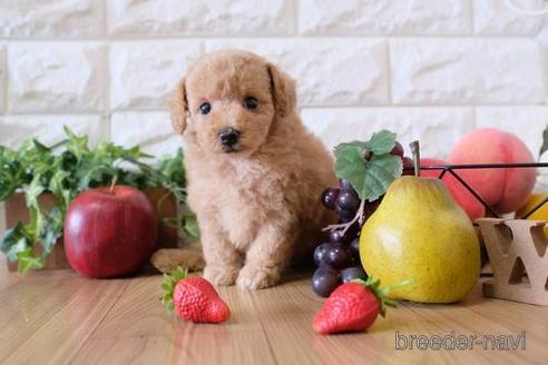 成約済の滋賀県のトイプードル-150613の3枚目