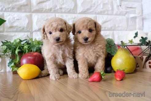 成約済の滋賀県のトイプードル-150613の2枚目