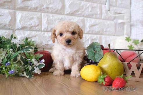 成約済の滋賀県のトイプードル-150614