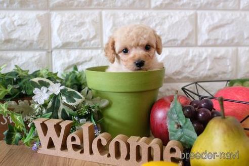 成約済の滋賀県のトイプードル-150614の3枚目