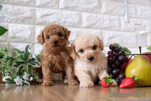 成約済の滋賀県のトイプードル-150614の2枚目