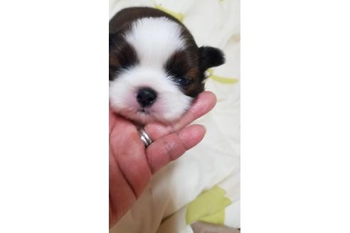 成約済の神奈川県のシーズー-150617