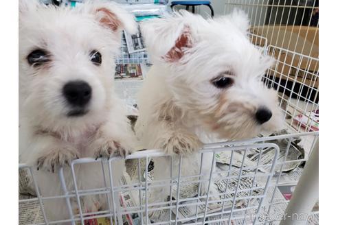 成約済の愛知県のウエストハイランドホワイトテリア(ウエスティ)-150621