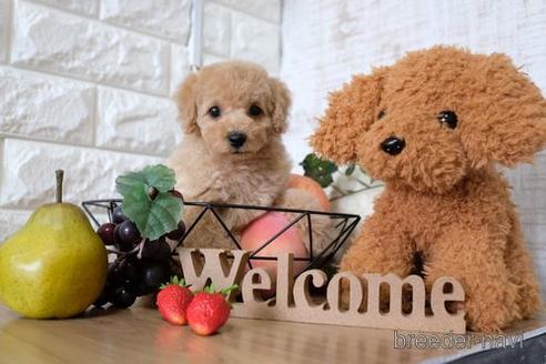 成約済の滋賀県のトイプードル-148830の1枚目