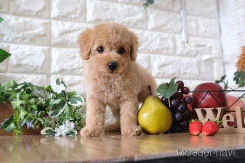 成約済の滋賀県のトイプードル-148830の5枚目