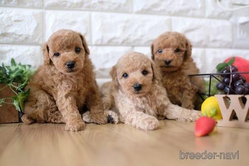 成約済の滋賀県のトイプードル-148830の4枚目