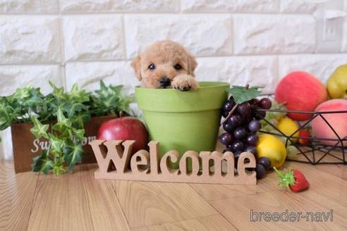 成約済の滋賀県のトイプードル-148830の3枚目