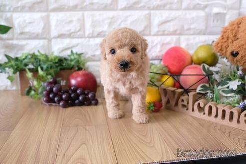 成約済の滋賀県のトイプードル-148830の2枚目