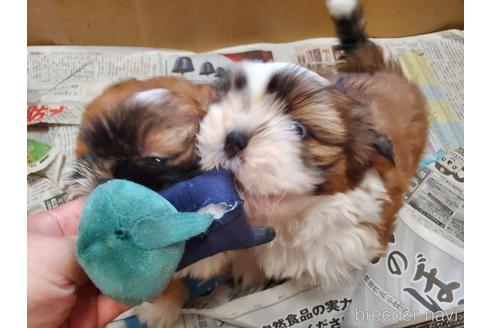 成約済の愛知県のシーズー-148627の5枚目