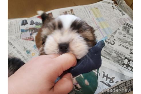 成約済の愛知県のシーズー-148627の6枚目