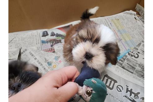 成約済の愛知県のシーズー-148627の1枚目