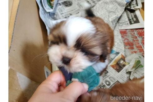 成約済の愛知県のシーズー-148627の2枚目