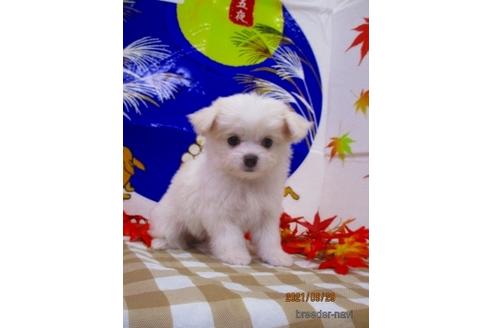 成約済の鳥取県のチワマル:チワワ×マルチーズ-146468の1枚目