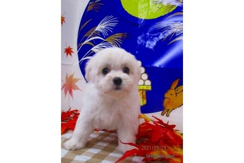 子犬
