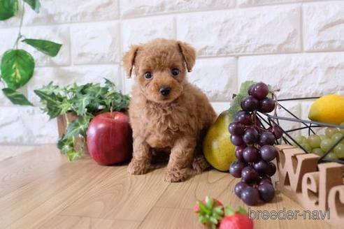 成約済の滋賀県のトイプードル-148835の1枚目