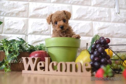 成約済の滋賀県のトイプードル-148835の5枚目