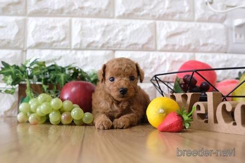 成約済の滋賀県のトイプードル-148835の3枚目