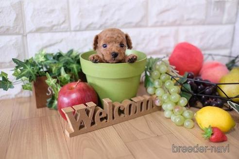 成約済の滋賀県のトイプードル-148835の2枚目