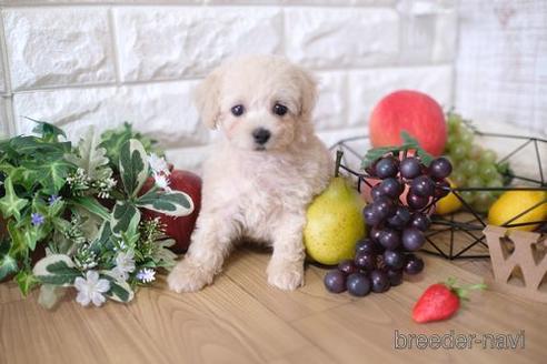 成約済の滋賀県のトイプードル-148839の1枚目