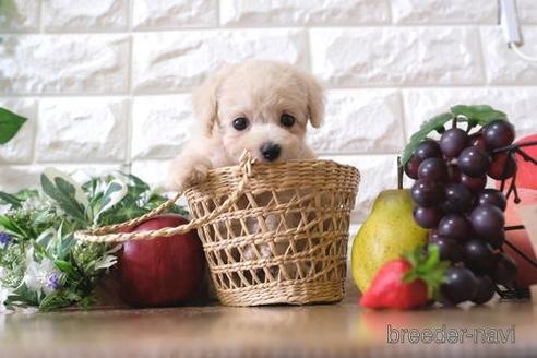 成約済の滋賀県のトイプードル-148839の5枚目
