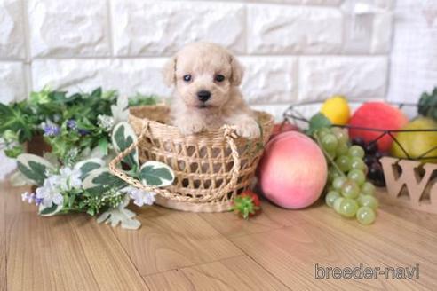 成約済の滋賀県のトイプードル-148839の3枚目