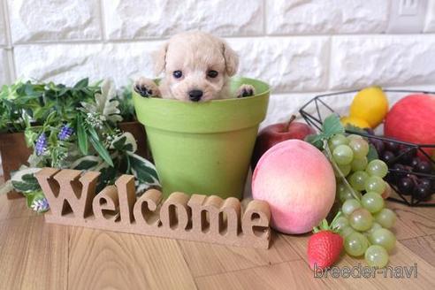 成約済の滋賀県のトイプードル-148839の2枚目