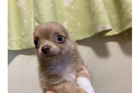 成約済の神奈川県のチワワ(ロングコート)-146400の32枚目