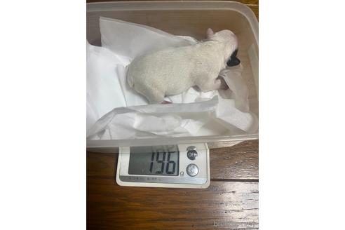 成約済の愛知県のフレンチブルドッグ-150378の52枚目