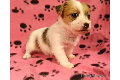 成約済の茨城県のジャックラッセルテリア-150643の1枚目