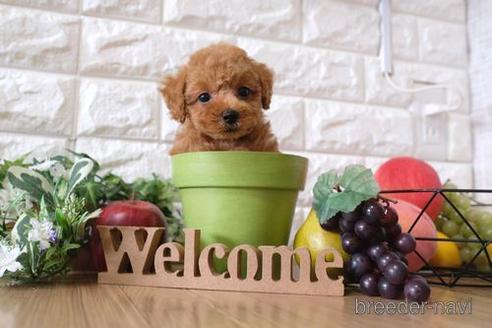 成約済の滋賀県のトイプードル-148841