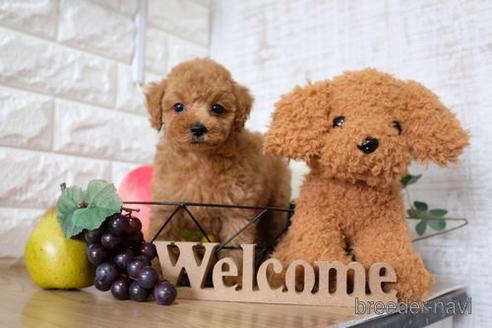 成約済の滋賀県のトイプードル-148841の5枚目