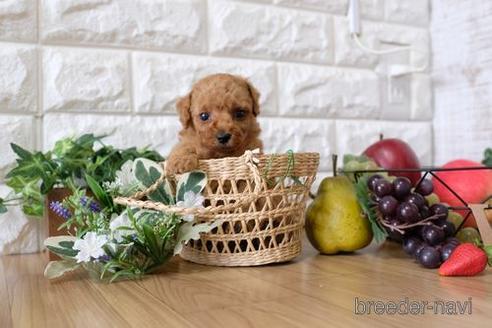 成約済の滋賀県のトイプードル-148841の3枚目