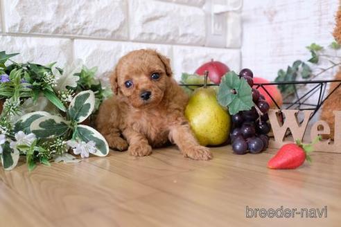 成約済の滋賀県のトイプードル-148841の2枚目