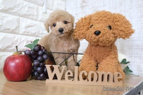 成約済の滋賀県のトイプードル-148843