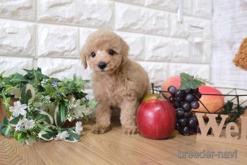 成約済の滋賀県のトイプードル-148843の5枚目