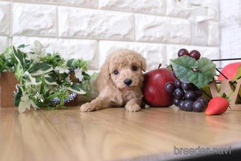 成約済の滋賀県のトイプードル-148843の3枚目
