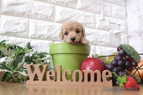 成約済の滋賀県のトイプードル-148843の2枚目