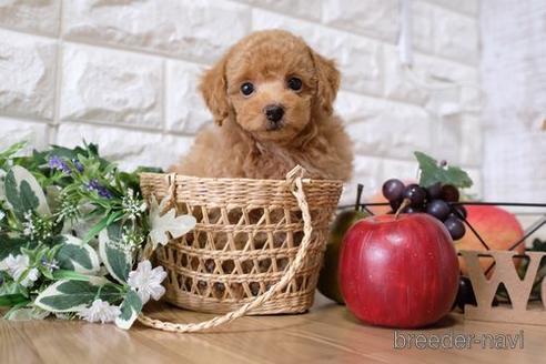 成約済の滋賀県のトイプードル-148857