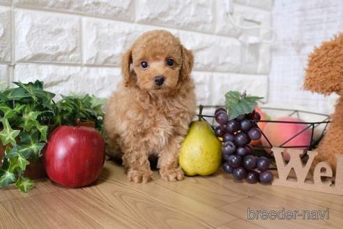 成約済の滋賀県のトイプードル-148857の5枚目
