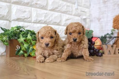 成約済の滋賀県のトイプードル-148857の4枚目