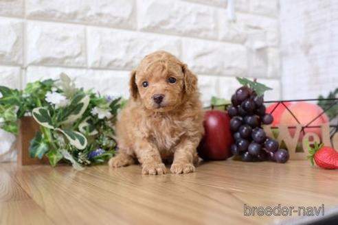 成約済の滋賀県のトイプードル-148857の3枚目