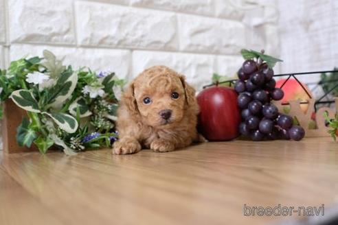 成約済の滋賀県のトイプードル-148857の2枚目