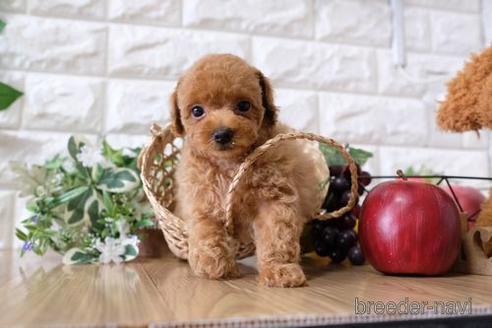 成約済の滋賀県のトイプードル-148860の1枚目