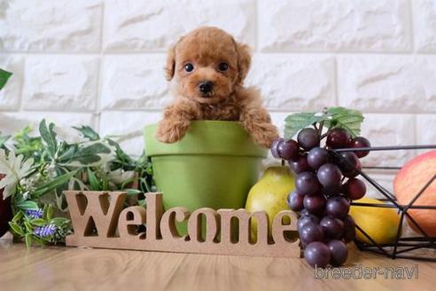 成約済の滋賀県のトイプードル-148860の5枚目