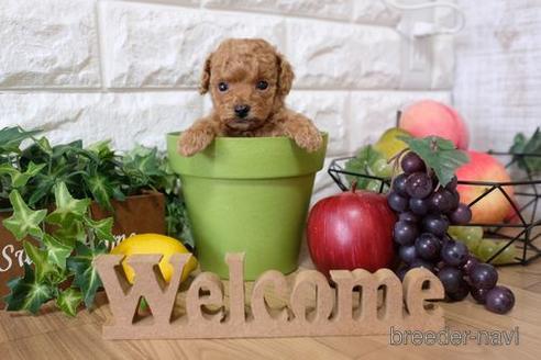 成約済の滋賀県のトイプードル-148860の2枚目