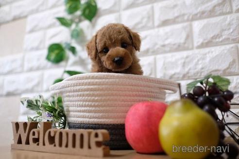 成約済の滋賀県のトイプードル-148867の1枚目