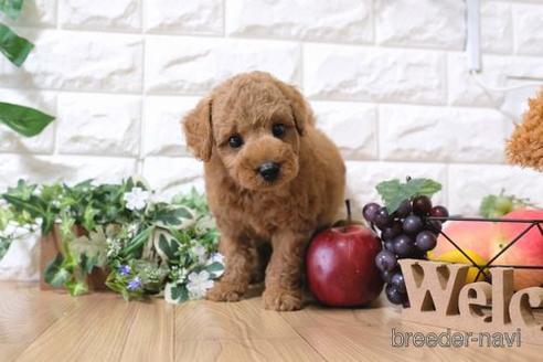 成約済の滋賀県のトイプードル-148867の4枚目