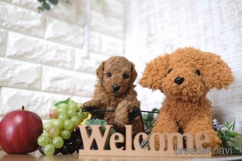 成約済の滋賀県のトイプードル-148867の3枚目